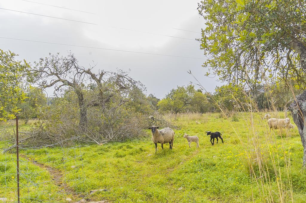 Finca Puig Santa Magdalena Kültér fotó